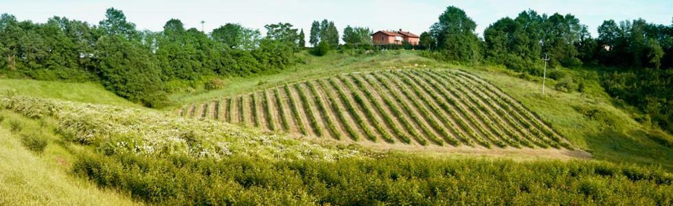 Вілла Il Pino Bioagricoltura Террануова-Браччоліні Екстер'єр фото
